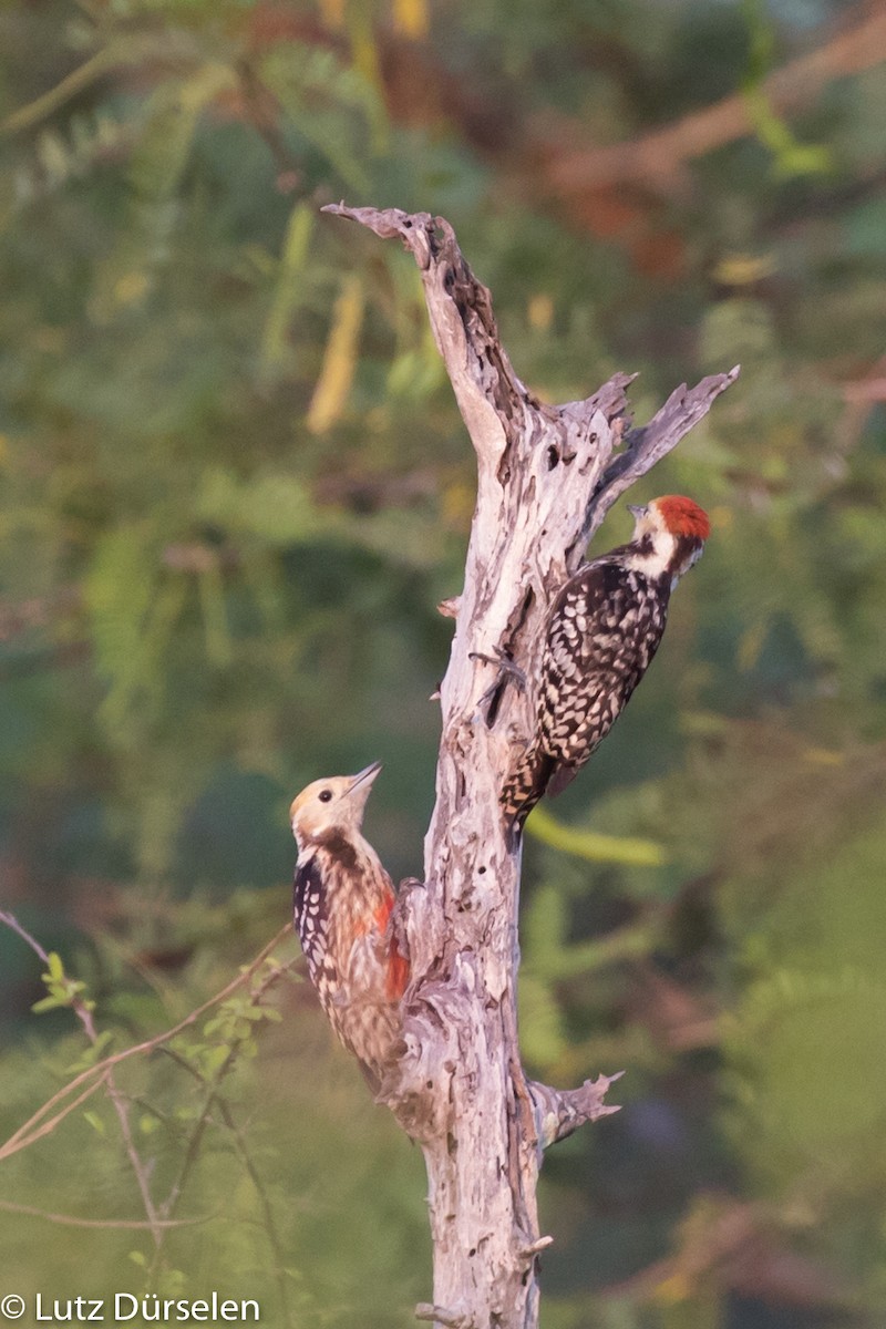 Yellow-crowned Woodpecker - Lutz Duerselen
