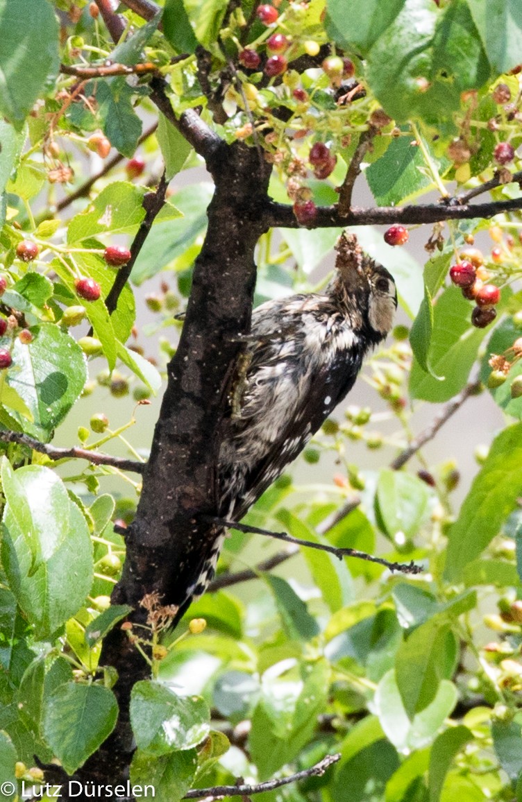 Lesser Spotted Woodpecker - Lutz Duerselen