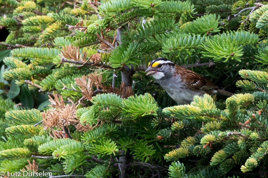 White-throated Sparrow - Lutz Duerselen