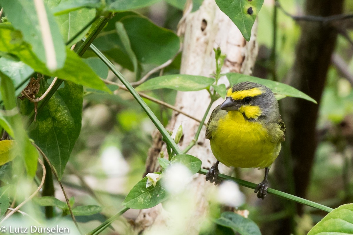 Yellow-fronted Canary - Lutz Duerselen