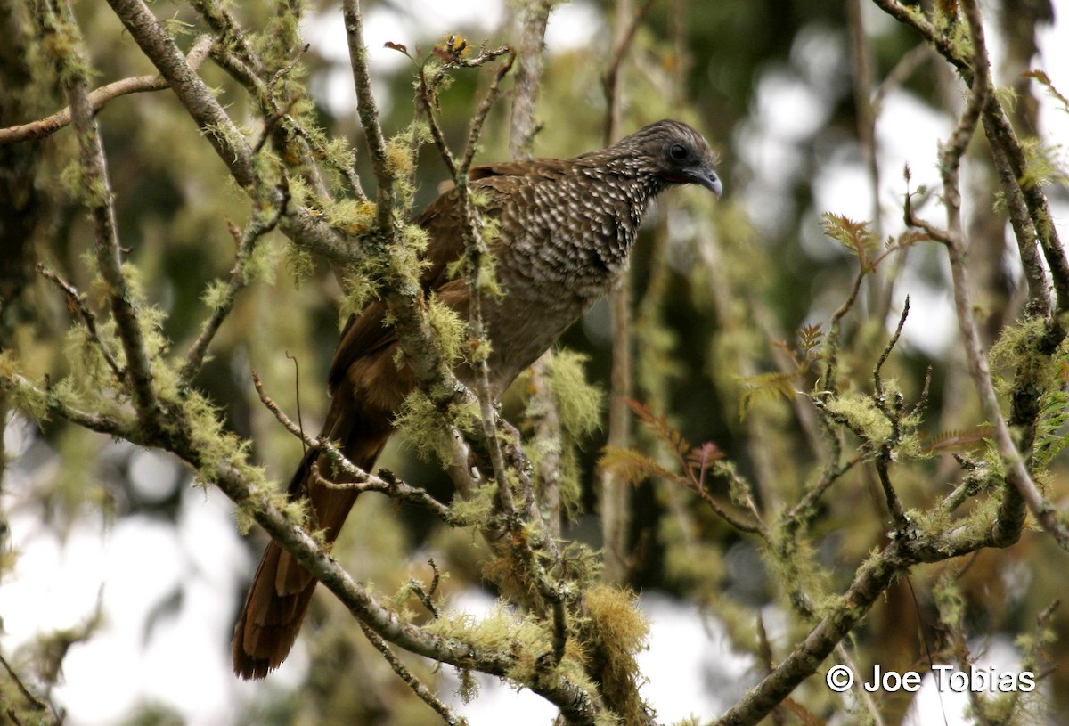 Speckled Chachalaca (Speckled) - ML204090001