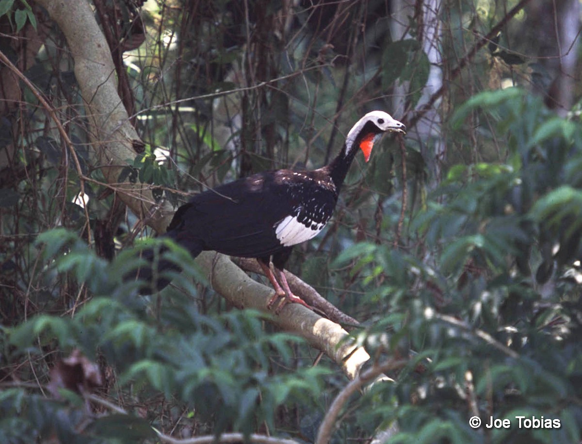 Red-throated Piping-Guan (White-crested) - Joseph Tobias