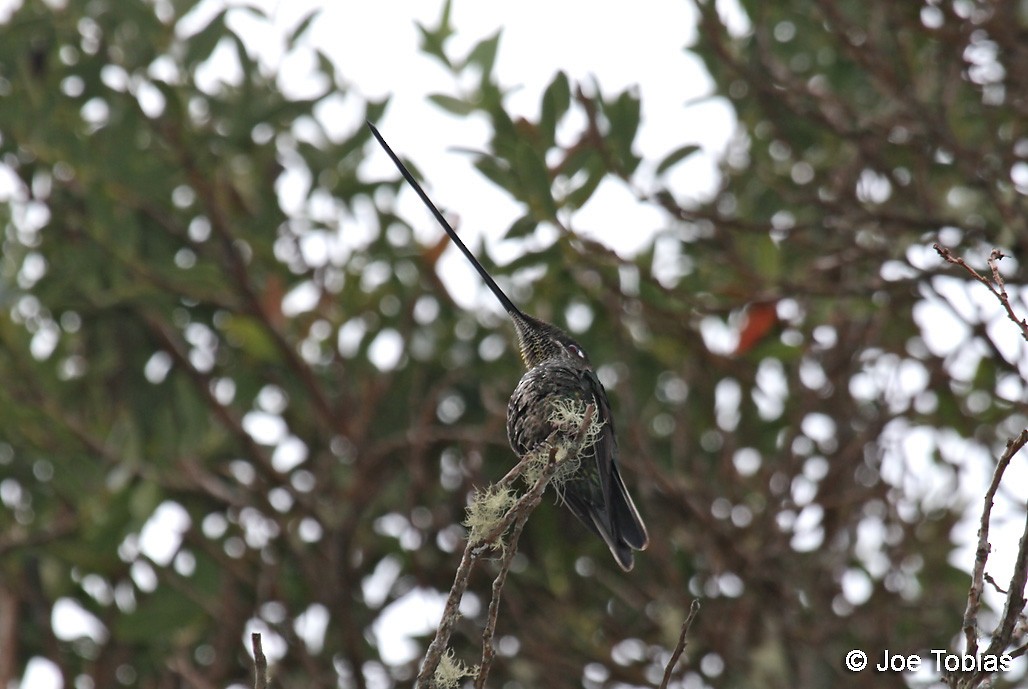 Sword-billed Hummingbird - Joseph Tobias