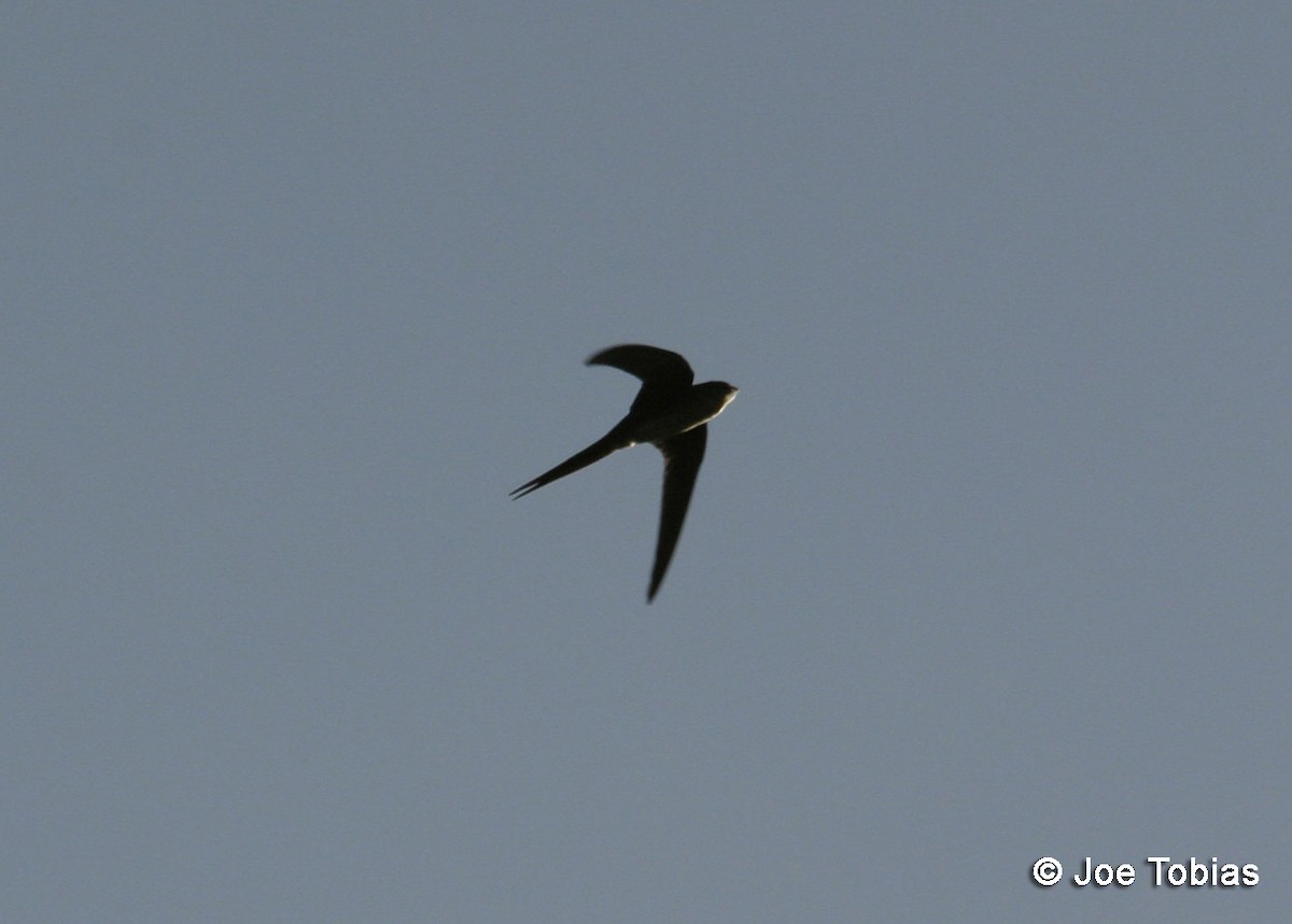 Fork-tailed Palm Swift - ML204090461