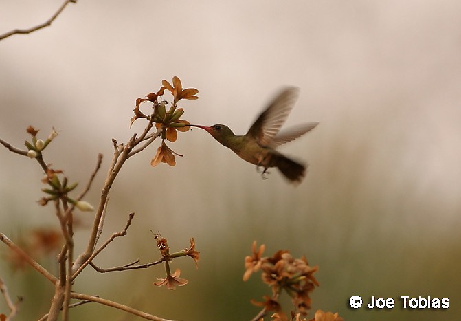 Gilded Hummingbird - Joseph Tobias
