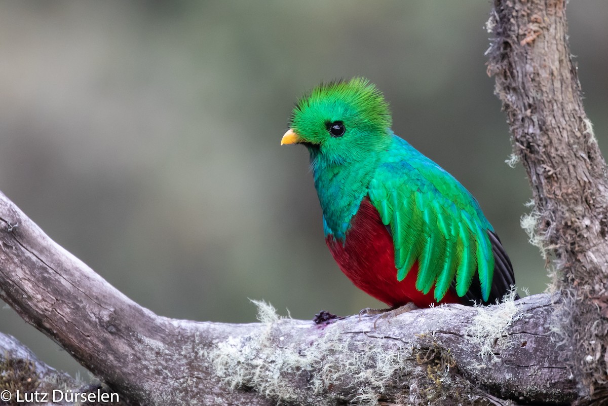 Resplendent Quetzal (Costa Rican) - Lutz Duerselen