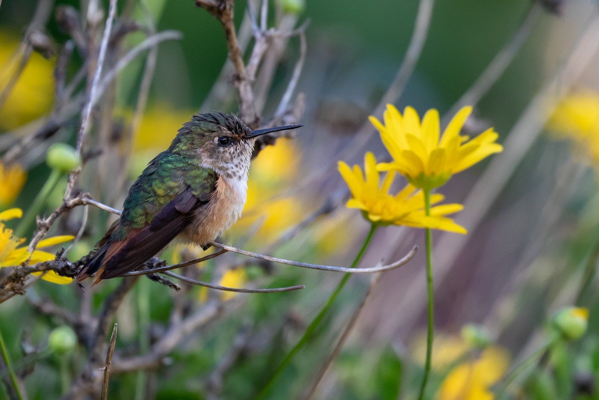 Scintillant Hummingbird - Lutz Duerselen