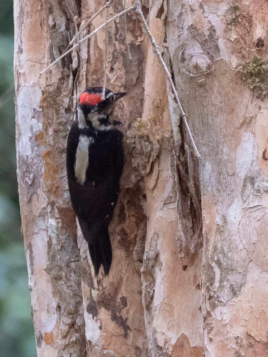 Hairy Woodpecker (Costa Rican) - Lutz Duerselen