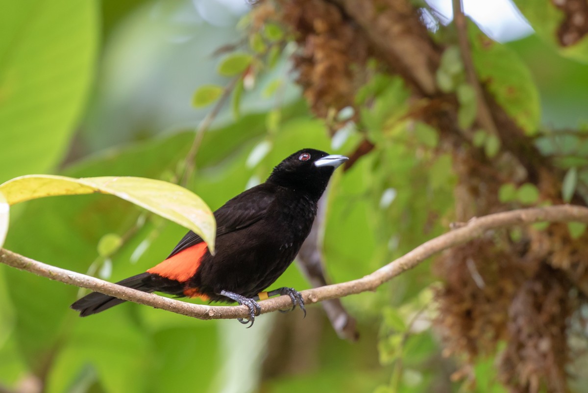 Scarlet-rumped Tanager (Cherrie's) - ML204091161