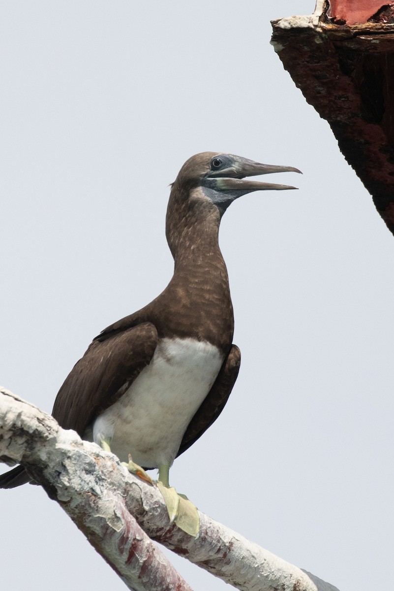 Brown Booby (Colombian) - ML204091211