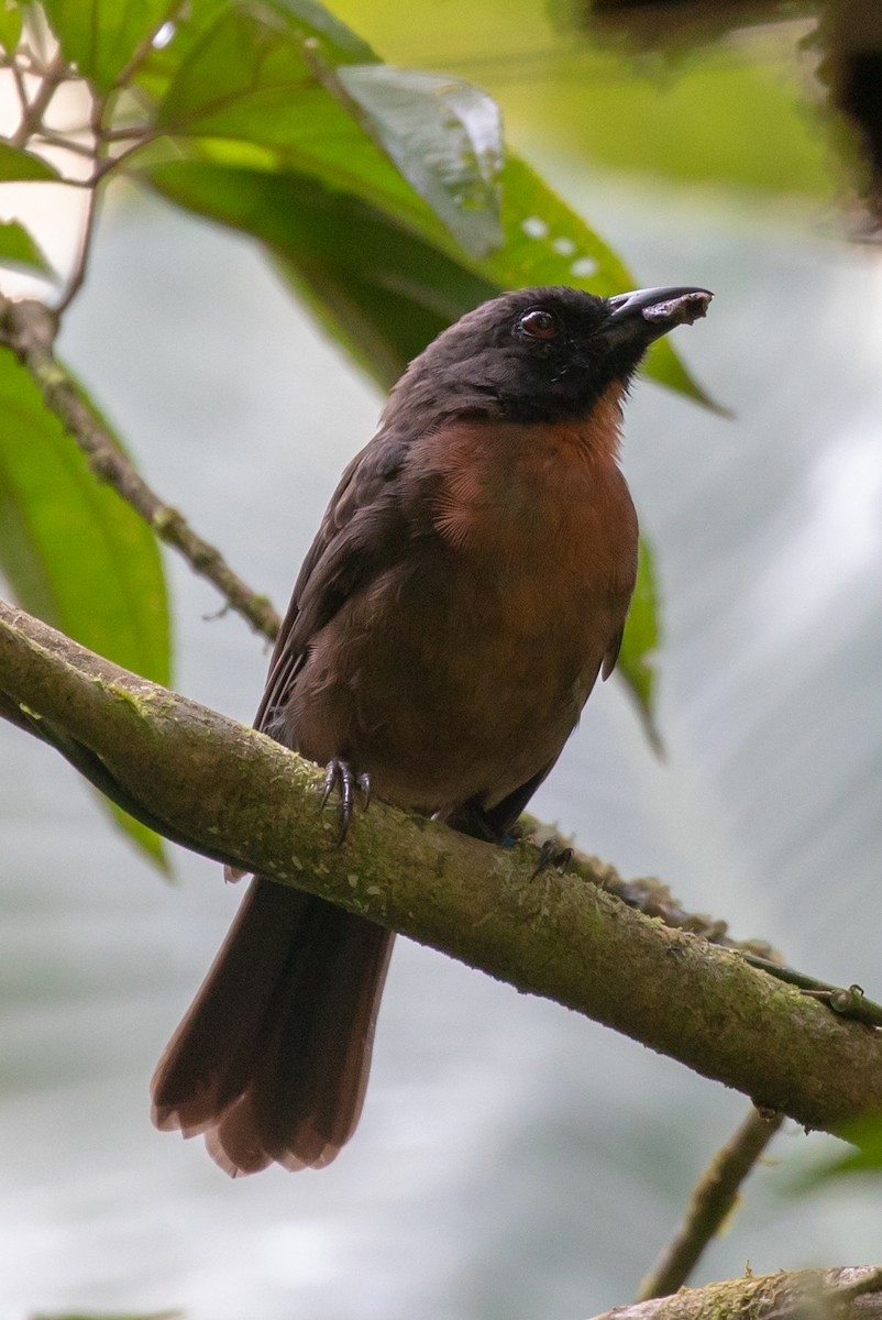 Black-cheeked Ant-Tanager - ML204091281