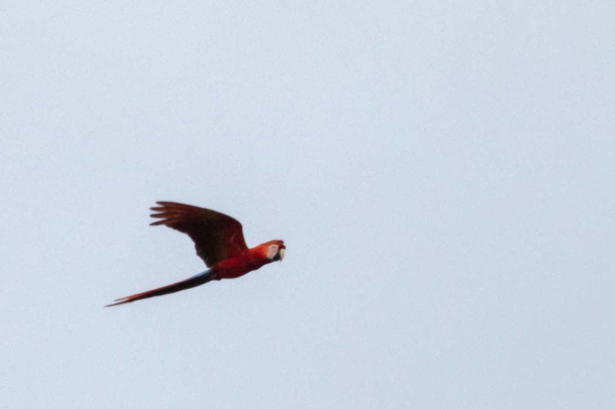 Scarlet Macaw - ML204091391