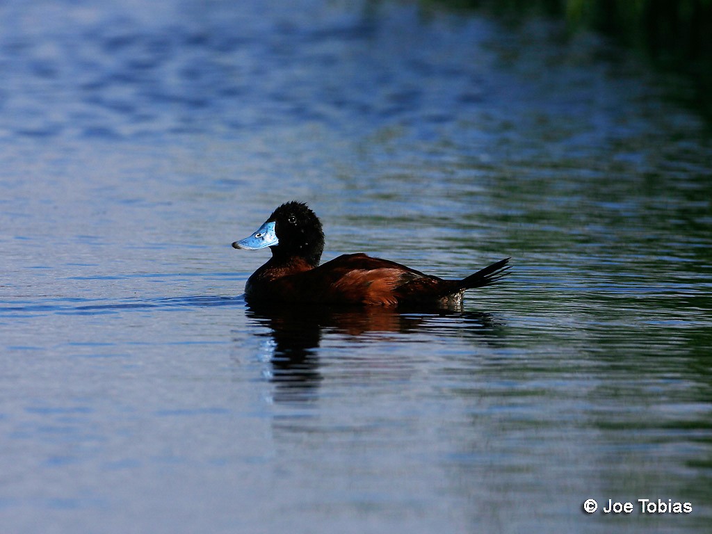 Andean Duck - ML204091531