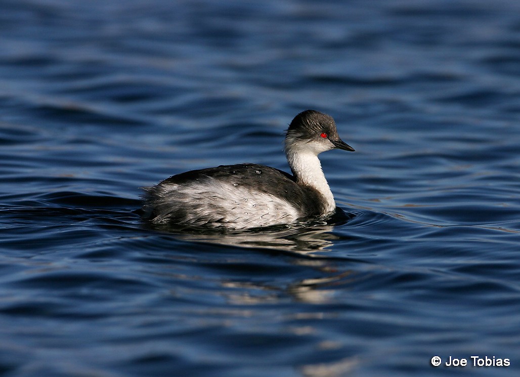Silvery Grebe (Andean) - ML204091621