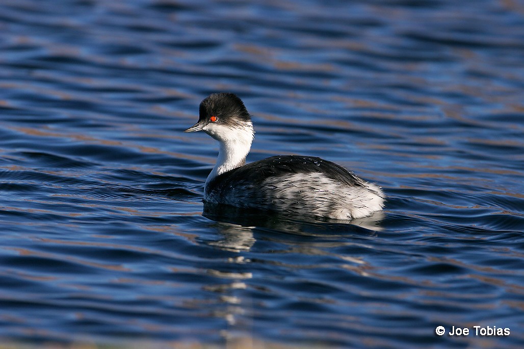 Silvery Grebe (Andean) - ML204091631