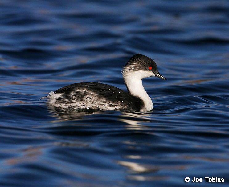 Silvery Grebe (Andean) - ML204091641