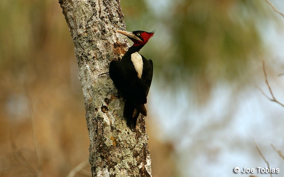 Cream-backed Woodpecker - Joseph Tobias