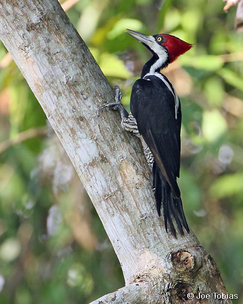 Crimson-crested Woodpecker - Joseph Tobias