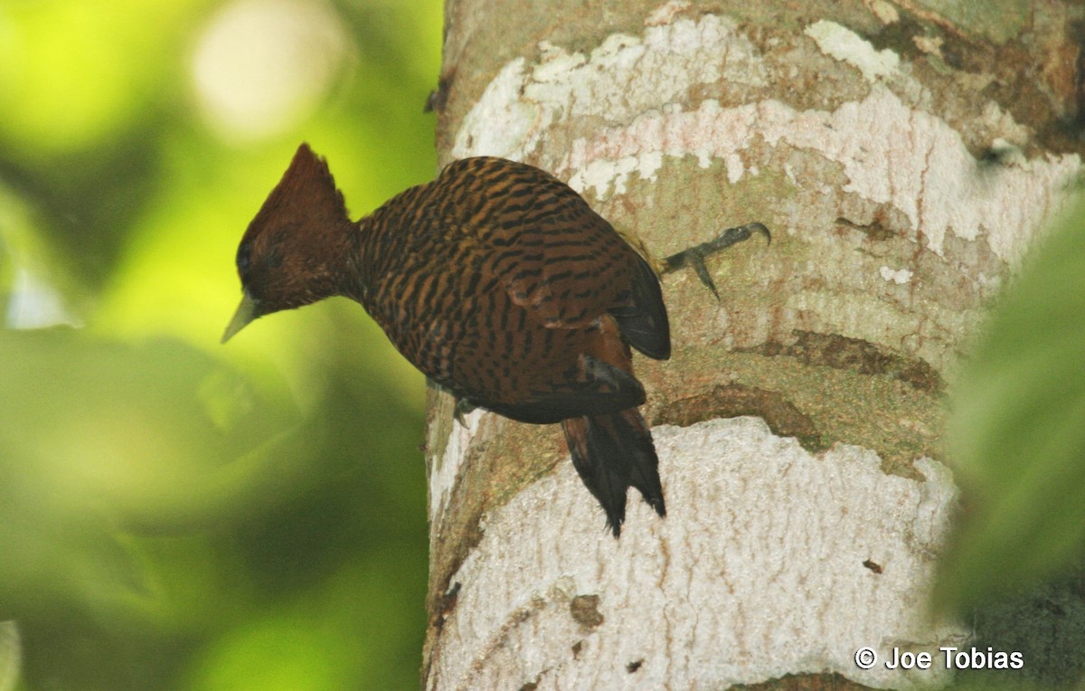 Waved Woodpecker (Scale-breasted) - ML204092071