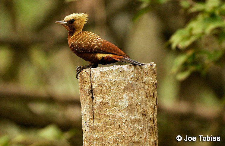 Pale-crested Woodpecker - Joseph Tobias
