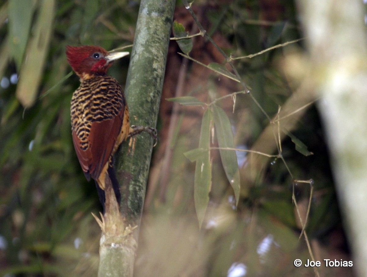 Rufous-headed Woodpecker - Joseph Tobias