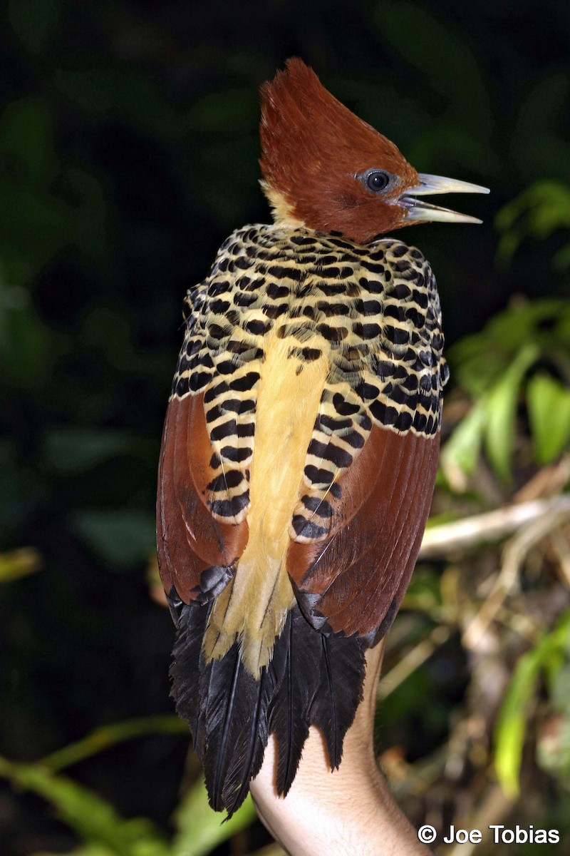 Rufous-headed Woodpecker - ML204092121