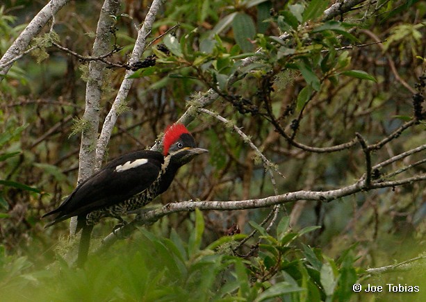 Lineated Woodpecker (Lineated) - Joseph Tobias