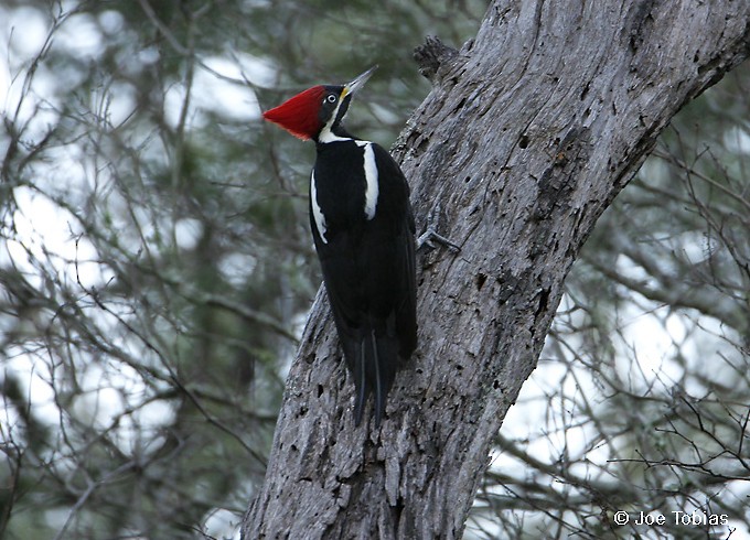 Lineated Woodpecker (Lineated) - Joseph Tobias