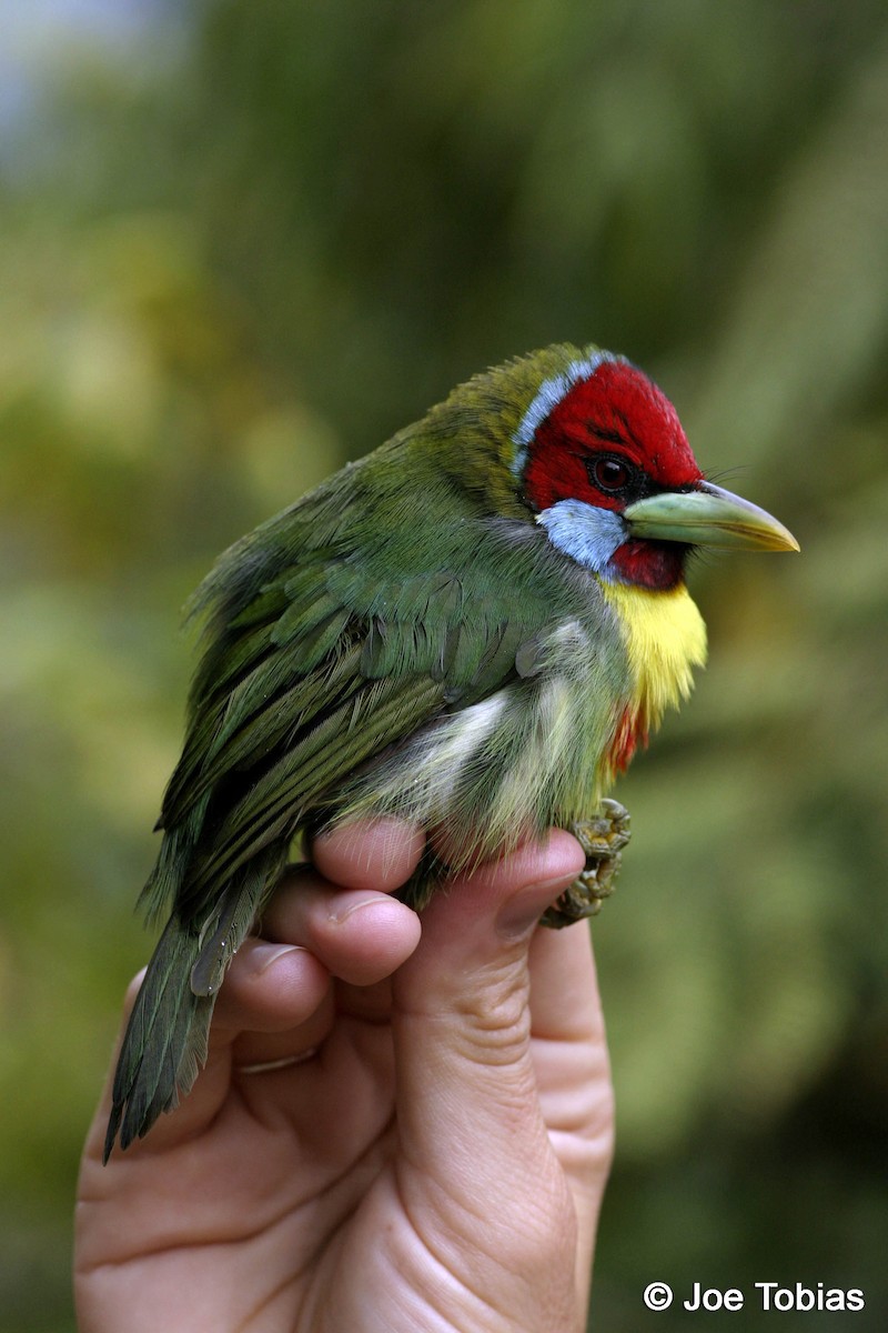 Versicolored Barbet (Blue-moustached) - ML204092201