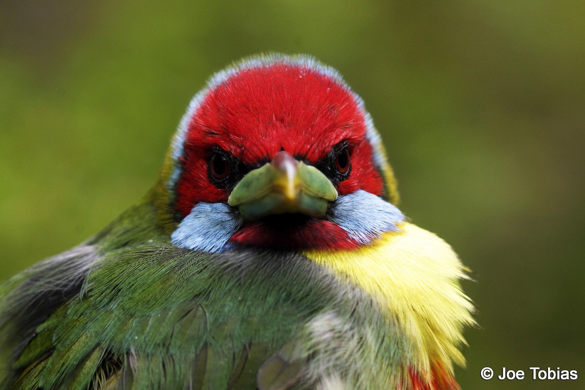 Versicolored Barbet (Blue-moustached) - ML204092211