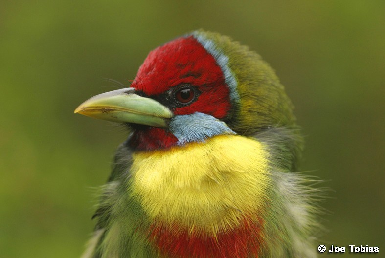 Versicolored Barbet (Blue-moustached) - ML204092221