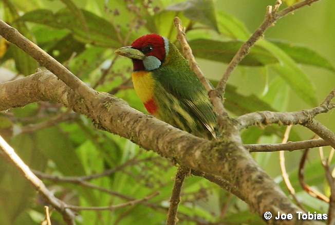 Versicolored Barbet (Blue-moustached) - ML204092231