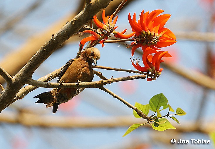 Red-crowned Woodpecker - Joseph Tobias