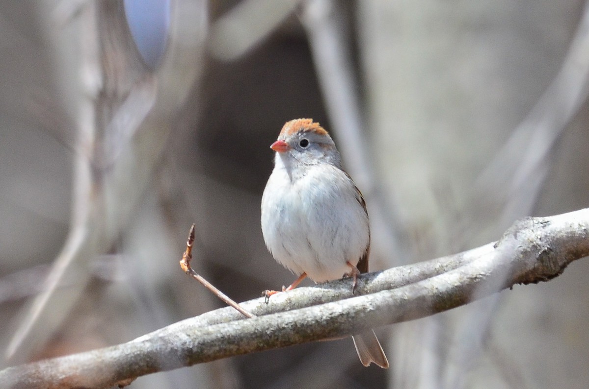 Field Sparrow - George Chiu