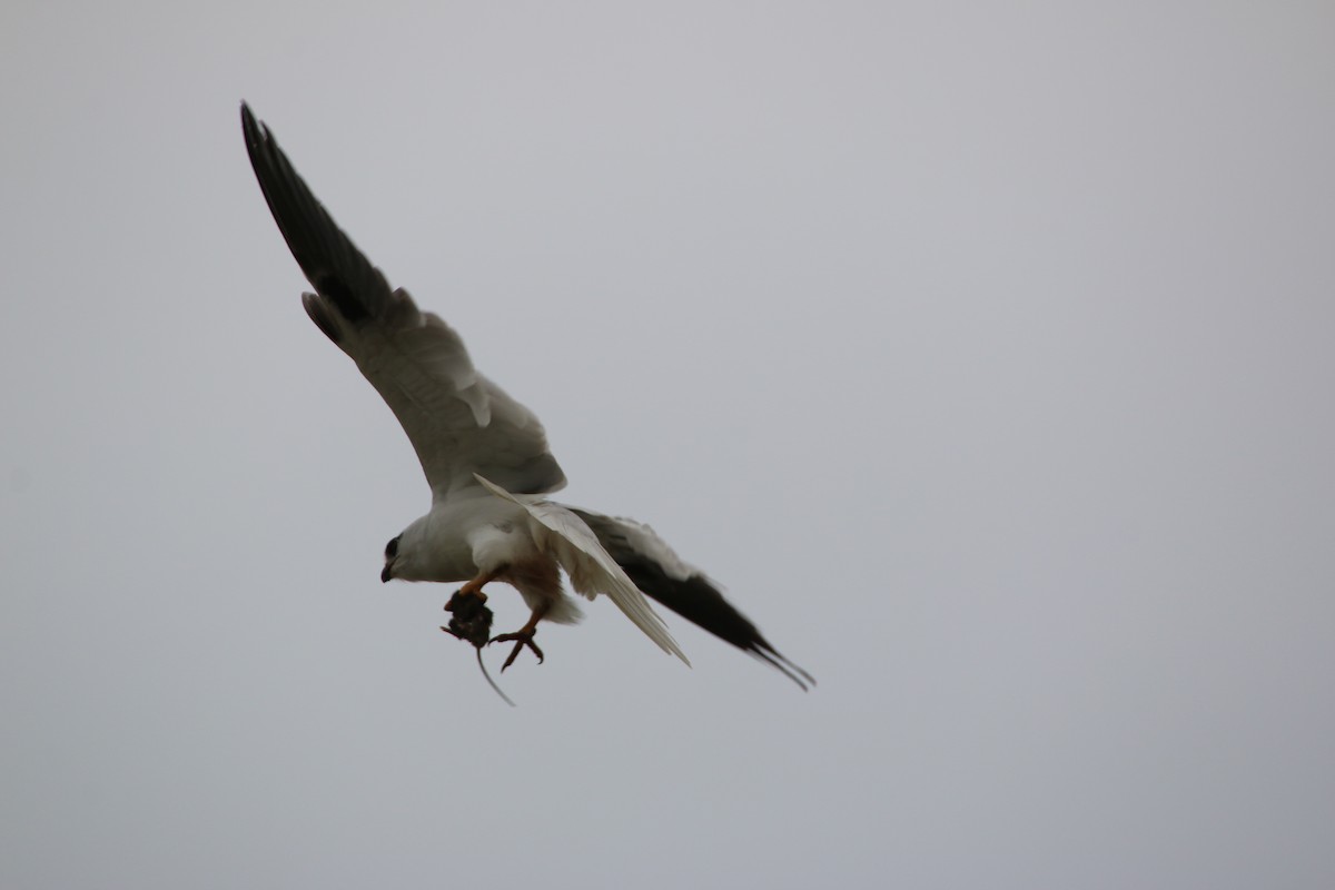 Black-shouldered Kite - mark broomhall