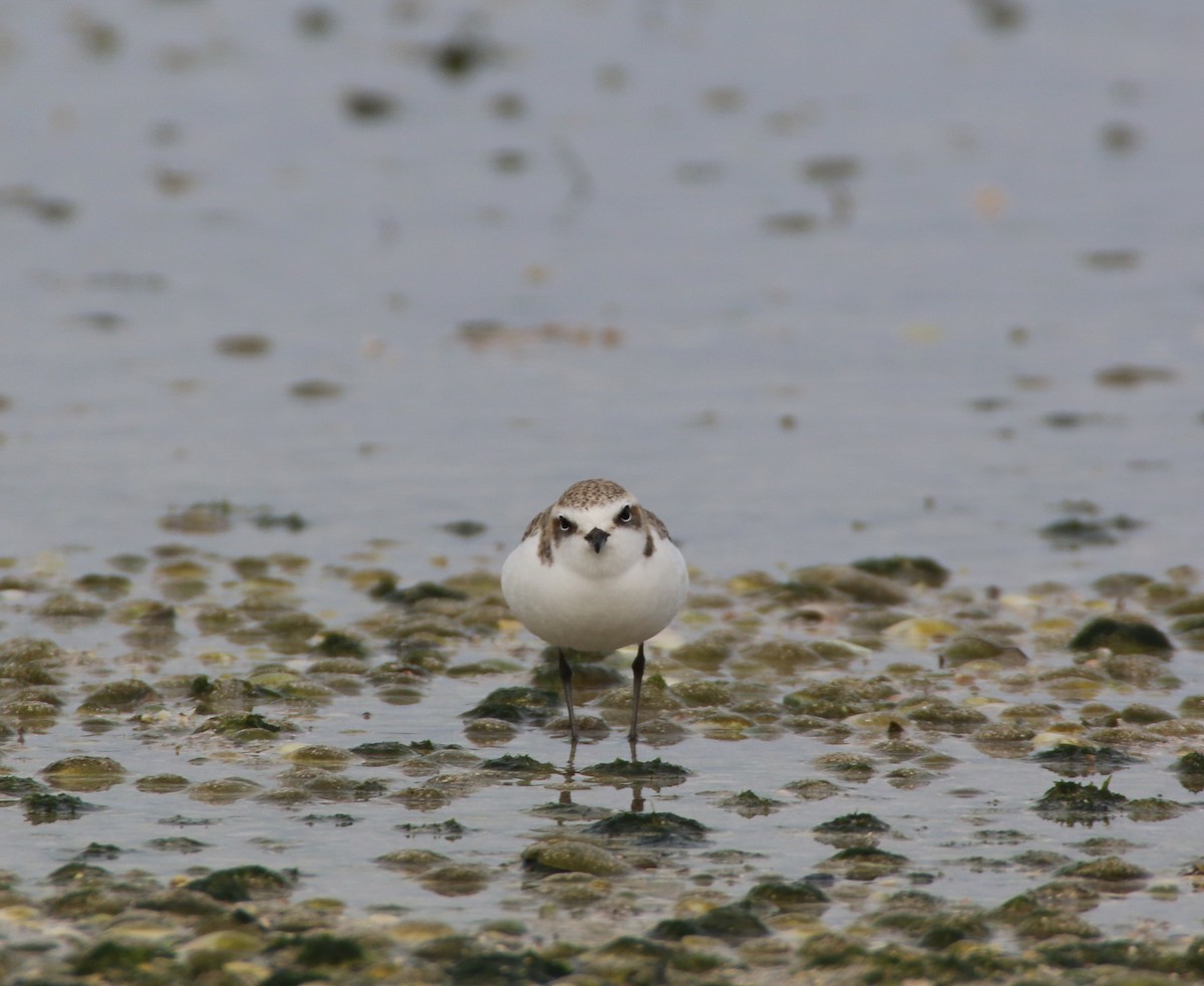 Red-capped Plover - ML204095581