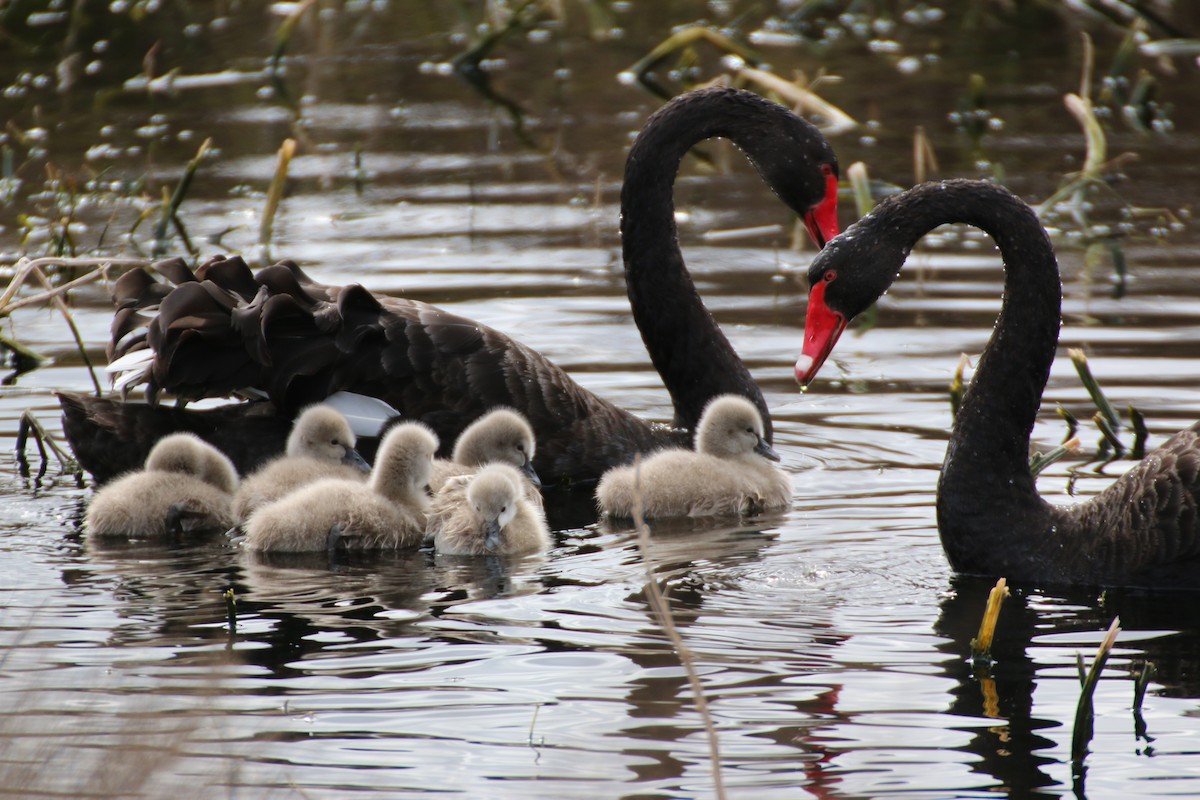 Black Swan - mark broomhall