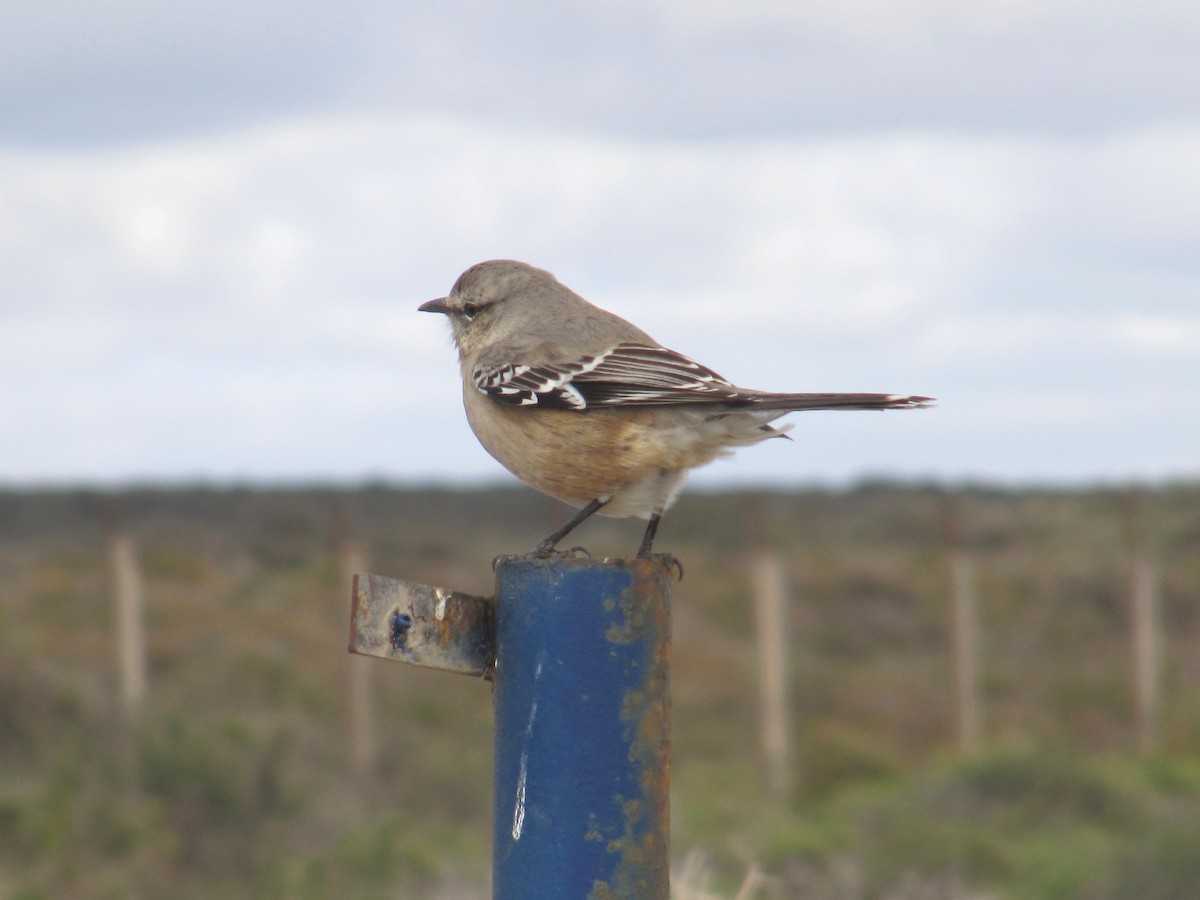 Patagonian Mockingbird - Thore Noernberg