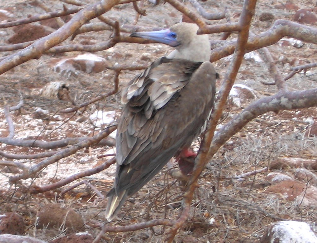 Red-footed Booby - Thore Noernberg