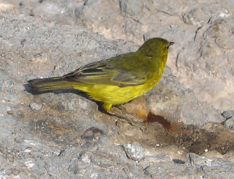 Yellow Warbler - Thore Noernberg