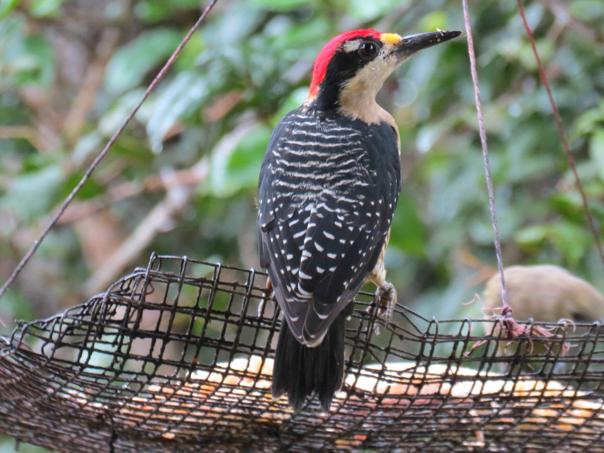 Black-cheeked Woodpecker - Thore Noernberg