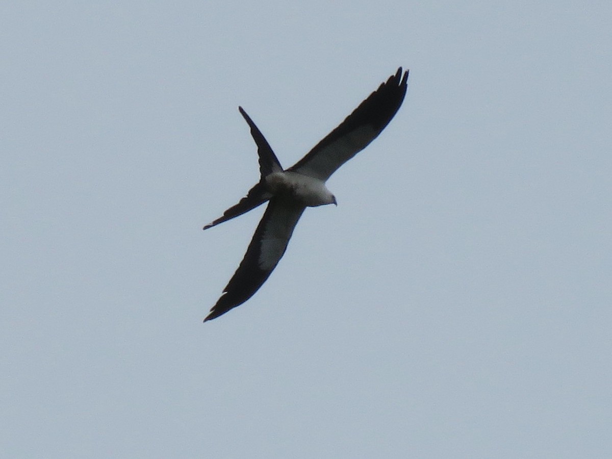 Swallow-tailed Kite - ML204096491