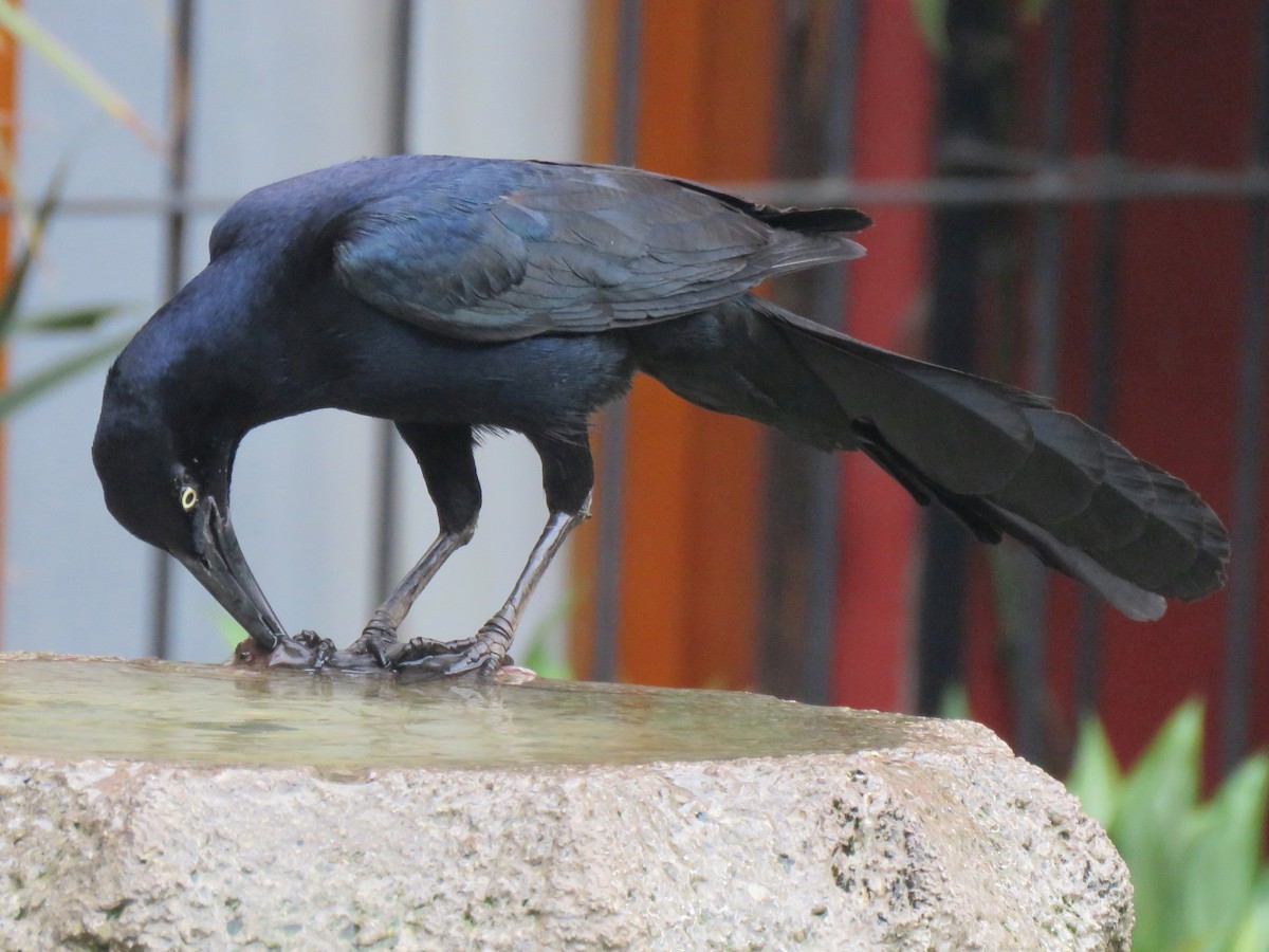Great-tailed Grackle (Great-tailed) - Thore Noernberg