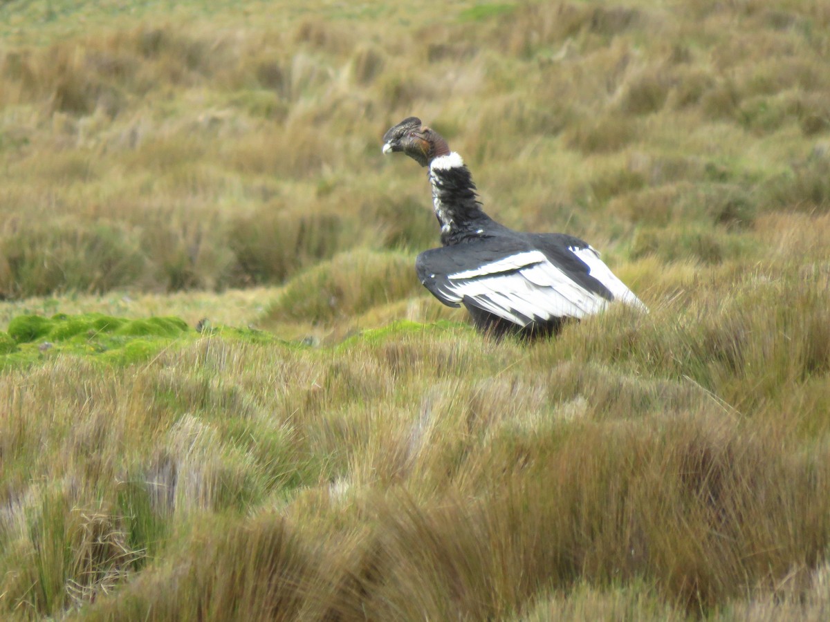 Andean Condor - Thore Noernberg
