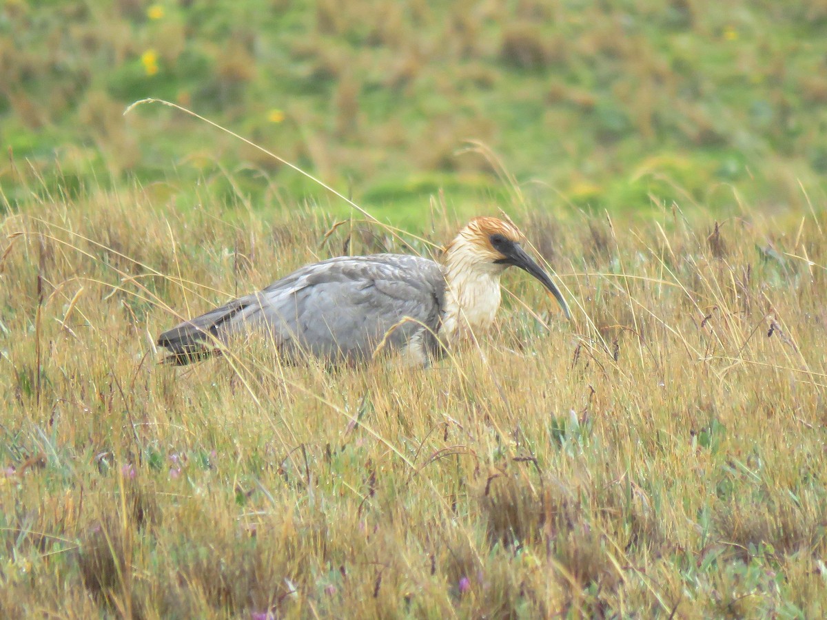 Andean Ibis - ML204096701