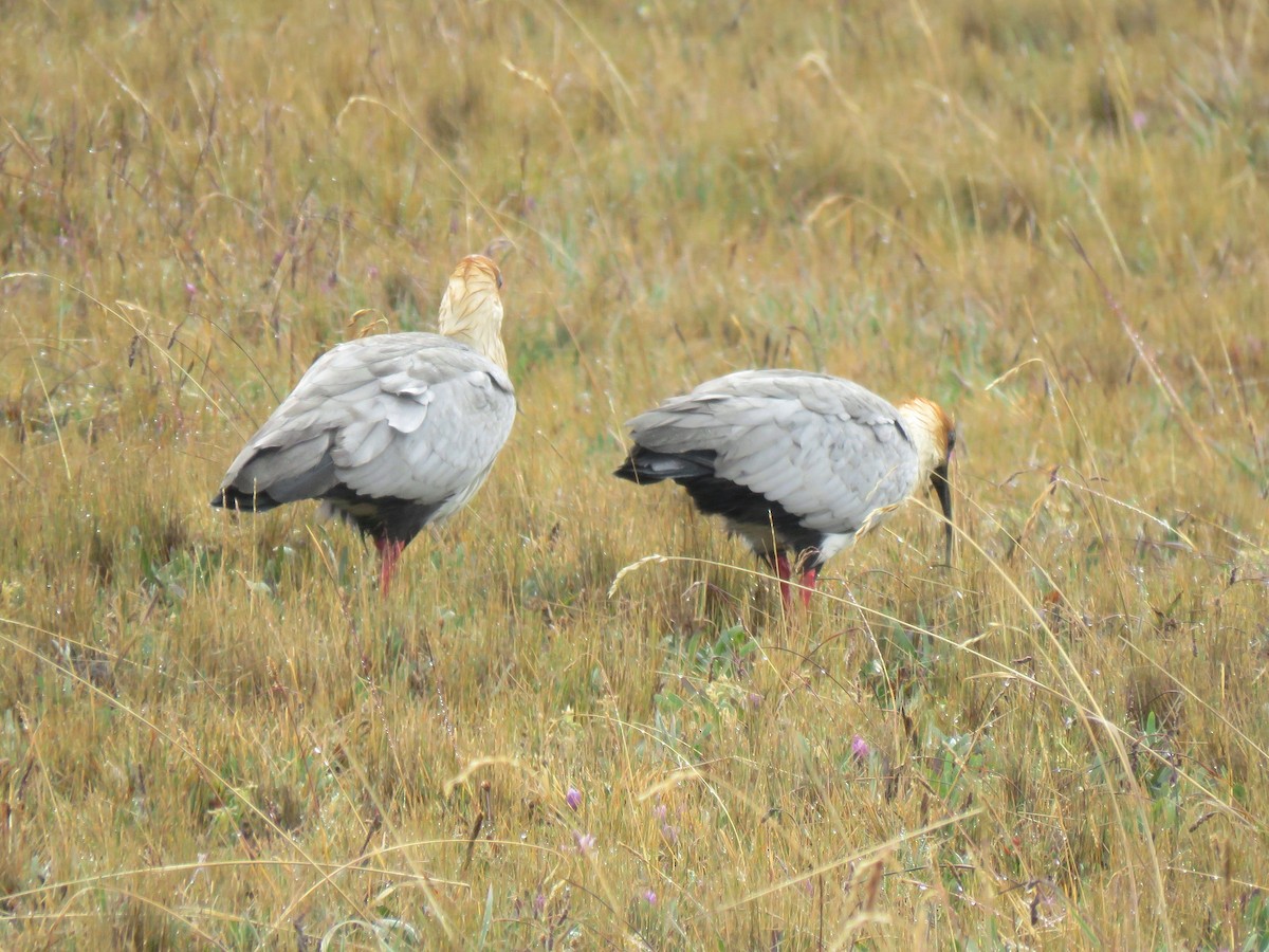 Andean Ibis - ML204096711