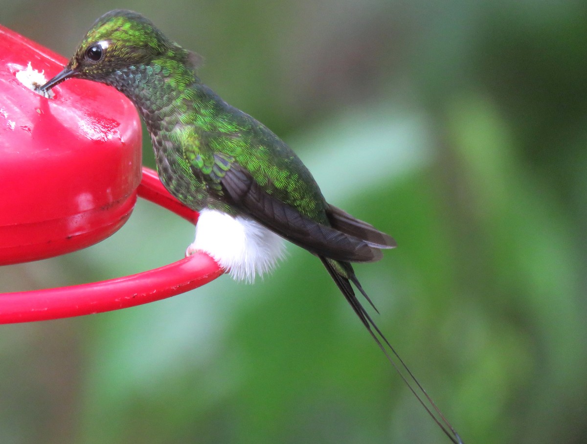 White-booted Racket-tail - Thore Noernberg