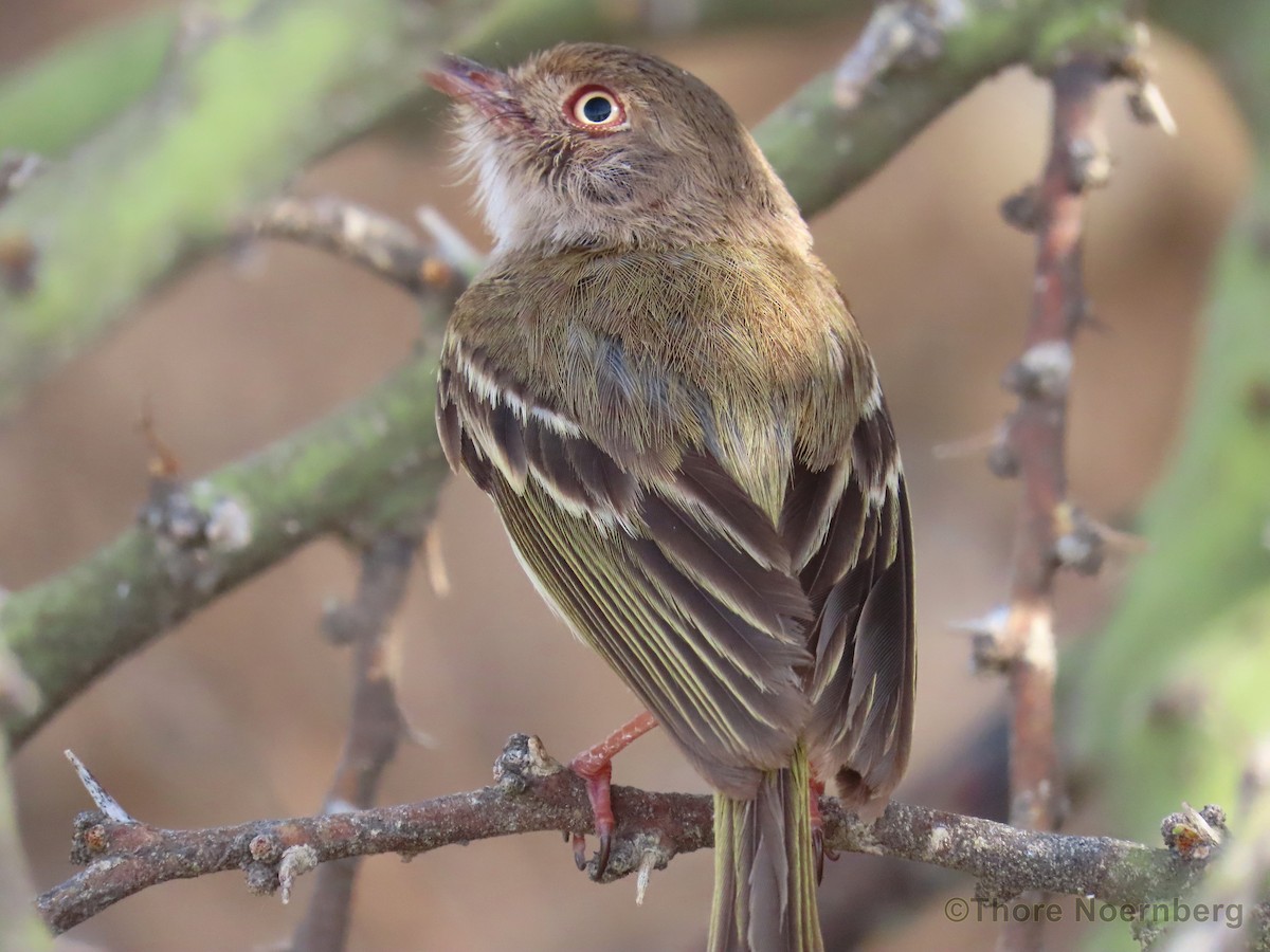 Pearly-vented Tody-Tyrant - ML204096851