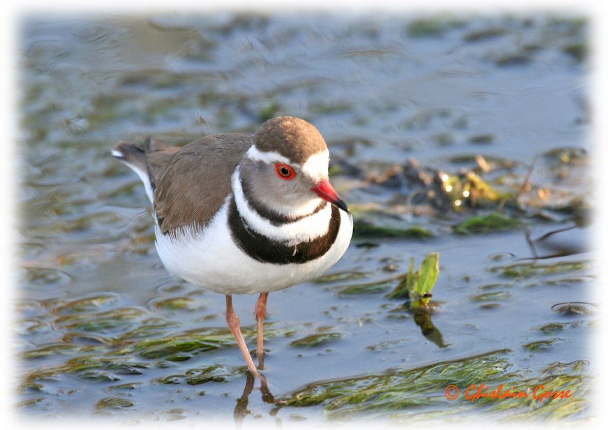 Three-banded Plover (African) - ML204097001