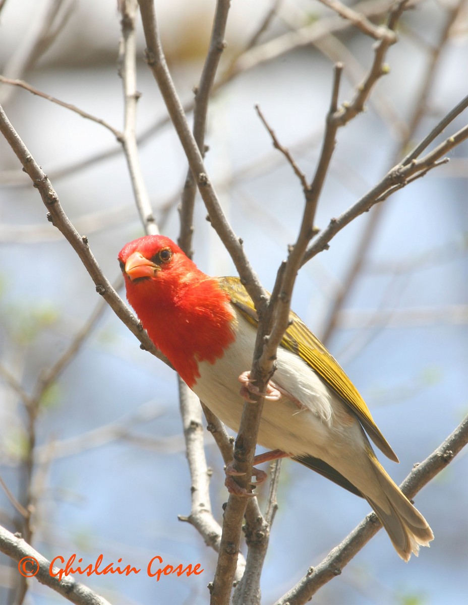 Red-headed Weaver (Southern) - ML204097031